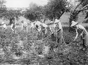 Women farmers using hoes in a field ca.  between 1910 and 1920