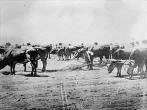 Workers leveling a cane field, Peru ca.  between 1910 and 1935