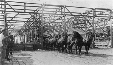 Food Administration sugar, receiving beets in factory shed, Oxnard, [California], factory ca.  between 1910 and 1920