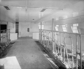 Empty stalls at Chestnut Farms Dairy, [Washington, D.C.] ca.  between 1910 and 1926
