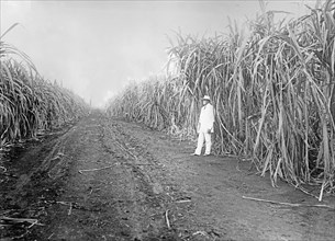 Working standing in a sugar cane field, Cuba ca.  between 1910 and 1935