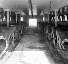 Cows at Chestnut Farms Dairy, [Washington, D.C.] ca.  between 1910 and 1926