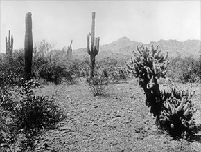 Salt River Project, tall cactus, Sauguro Cactus, Phoenix, Ariz. ca.  between 1910 and 1935