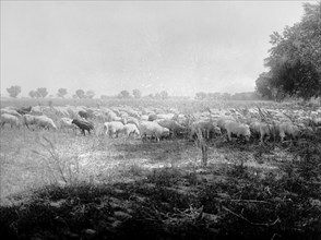 Herd of sheep at the Chandler Ranch, Salt River, Ariz. ca.  between 1910 and 1935