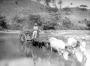 Puerto Rico, West Indies, Ox cart crossing the Manati River ca.  between 1910 and 1920