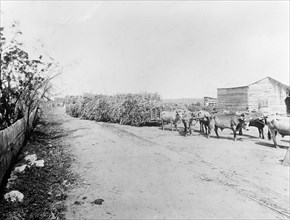 Puerto Rico, West Indies, 7 Central Machete, Oxen pulling wagons ca.  between 1910 and 1920