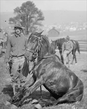 Soldier and U.S. Army horse stunts, B Troop, 15th U.S. Cavalry, Frostburg, Md. ca. 1909