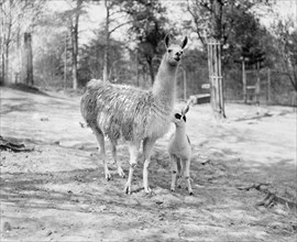 National Park Zoo, llamas ca. between 1909 and 1923
