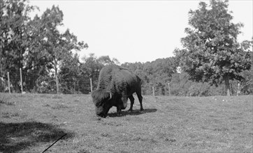 National Zoo Park: Buffalo grazing ca. between 1909 and 1923