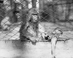 National Park Zoo, monkeys ca. between 1909 and 1923