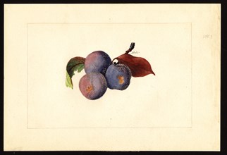 Watercolor Image of plums (scientific name: Prunus domestica)