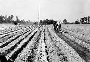 Men planting cotton in Marlboro County South Carolina ca. between 1909 and 1920