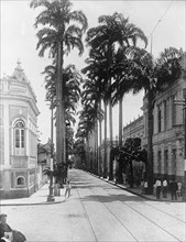 Palm Avenue Para, Brazil ca. between 1909 and 1919