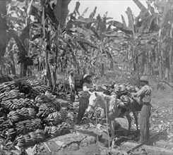 Costa Rica, workers loading bananas onto a horse for hauling to cars ca. between 1909 and 1920