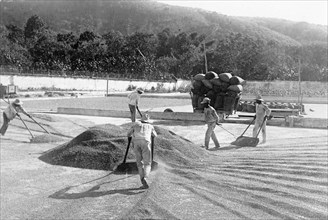 La Joya El Salvador, workers piling dried coffee ca. between 1909 and 1920