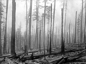 Oregon National Forest. Aftermath of a forest fire ca. between 1909 and 1920