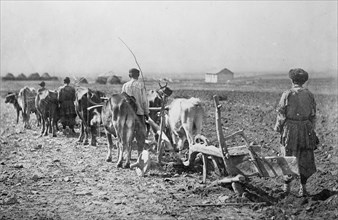 Farmers at work plowing fields in the northern Caucasus Mountains ca.  between 1918 and 1921