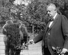 Boise Pemrose [i.e., Boies Penrose] at National Park Zoo feeding leaves to a buffalo ca.  between 1918 and 1920