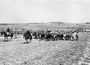 A herd of cattle in Uruguay being led or driven by vaqueros / cowboys ca.  between 1918 and 1920
