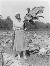 Woman, full-length portrait, standing in field, facing front, holding tobacco leaf, in Washington, D.C. area ca. 1909