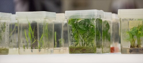 Close up of plant tissue cultures being grown in a lab