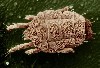 This is an overhead view of the Lorryia formosa mite. Magnified about 200x — Scanning electron microscopy allows mites to be viewed from different angles ca. 28 January 2008