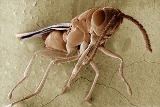 Male of Tachinaephagus zealandicus ASHMEAD (Hymenoptera Encyrtidae) under intense magnification
