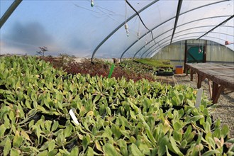 Greenhouse plants at Watershed Institute greenhouse at CSU Monterey Bay ca. 24 February 2017
