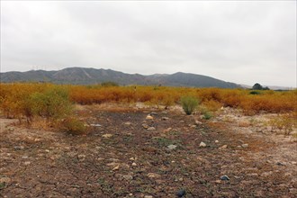 Vernal pool in the dry season at Camp Pendleton -- This vernal pool site is currently being restored by The Marine Corps.  ca. 7 June 2017