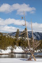 Hawk sits on a branch of a dead tree over a river with snow covered hills in the background in Yellowstone National Park; Date: 4 April 2020