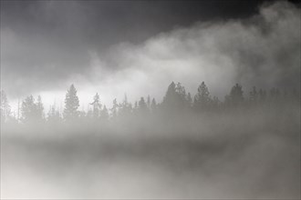 Conifer trees silhouetted in morning fog at Pebble Creek in Yellowstone National Park; Date:  13 June 2015