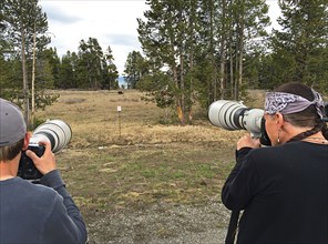 Looking at the back of two men holding cameras with long lenses pointed at a grizzly bear in the distant grassy meadow. Photographing a grizzly bear near Fishing Bridge at a safe distance in Yellowsto...