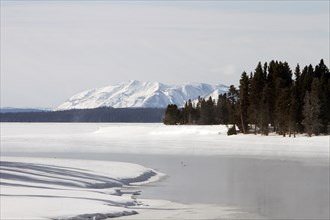 Yellowstone River outlet near Fishing Bridge with Mt. Sheridan in the background and swan in the foreground in Yellowstone National Park; Date: 26 February 2015
