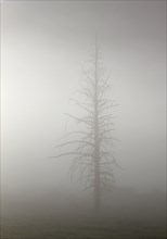 Lodgepole pine silhouetted in morning fog at Pebble Creek in Yellowstone National Park; Date: 13 June 2015