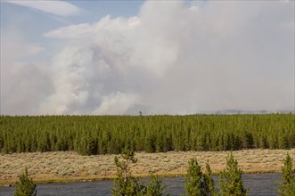 Maple Fire and Madison River along the West Entrance Road in Yellowstone National Park; Date: 22 August 2016