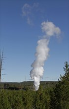 Steam phase of Steamboat Geyser, Norris Geyser Basin in Yellowstone National Park; Date: 4 September 2014