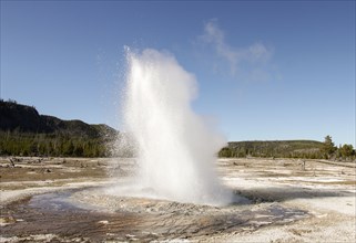 A wide column of water shoots out of a pool at an angle. Jewel Geyser, Biscuit Basin in Yellowstone National Park; Date: 28 April 2015