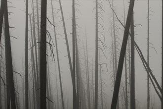 Looking through dead tree trunks at only fog. Foggy night on Mt. Washburn in Yellowstone National Park; Date:  4 August 2014
