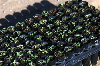 These tiny coastal dunes plants were grown at the Return of the Natives Greenhouse before being transported to Monterey State Beach for planting by the Santa Rita Elementary School students  ca. 1 Apr...