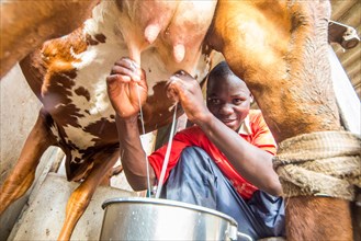 Young man in Zimbabwe milking a cow ca. 17 March 2016