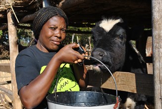 A woman from a rural area in Malawi feeds a cow she raises for dairy ca. 11 July 2012