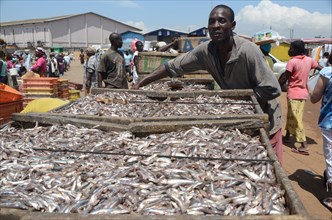 Ghanian man working at the fishing port of Tema in Ghana  ca. 19 October 2011