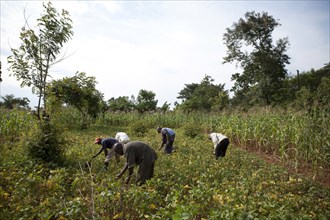Men farming in Western Kenya on July 18, 2012