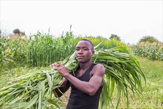Working in agriculture, farmer in Zimbabwe ca. 21 March 2016
