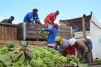 Banana farmers load their harvested crop onto trucks that will transport them to Harare Zimbabwe for distribution to supermarkets across the country ca. 16 January 2015