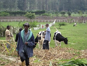 Rwanda Dairy Farmers and Holstein Cows in a field