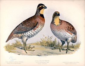 1874 Nature Print