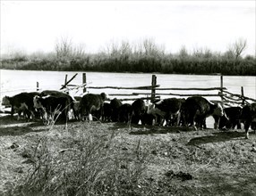 Cattle at Fence Near River ca 1948