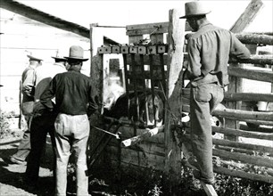 Cattle Branding ca 1948
