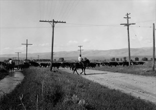 Cattle Crossing Road 1936